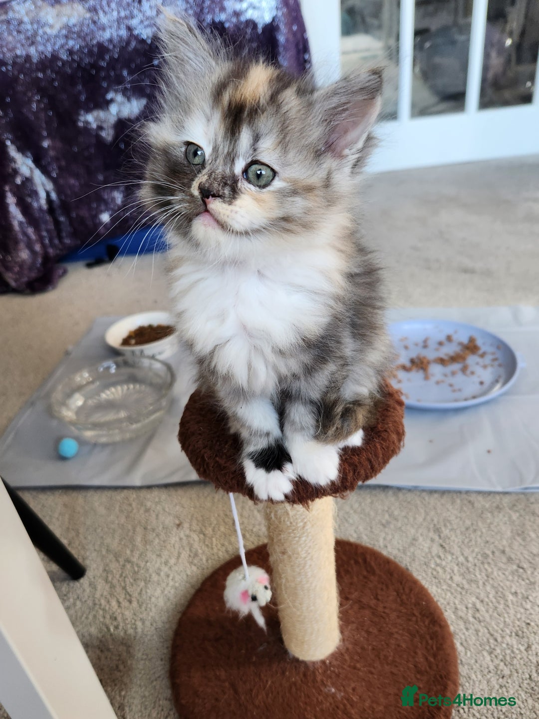 Ragdoll cats for sale: Beautiful Ragdoll Kittens  - Image 20