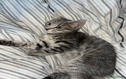 Mixed Breed cats for sale: 1 beautiful female tabby kitten - Image 1