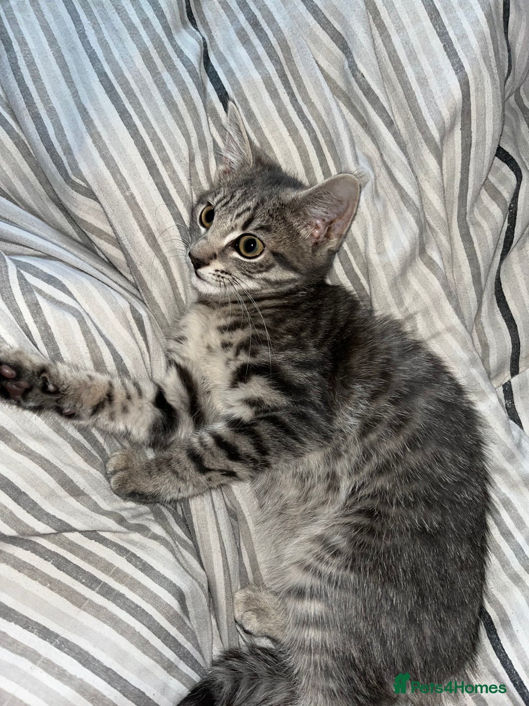 Mixed Breed cats for sale: 1 beautiful female tabby kitten - Image 1