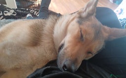 Shepsky dogs for sale: Adorable Friendly Shepsky Needs A New Home - Image 10