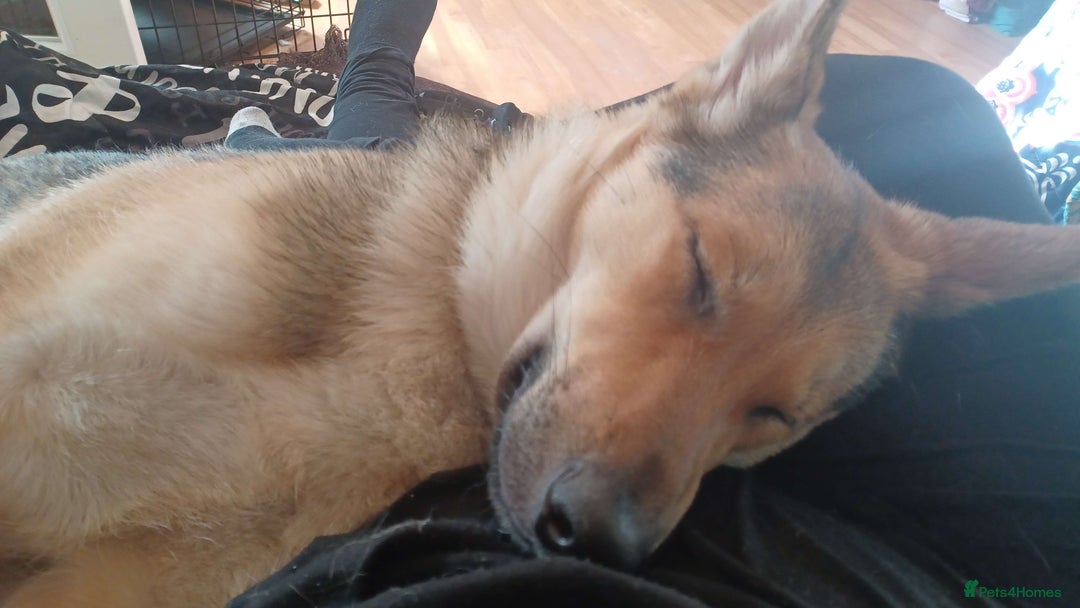 Shepsky dogs for sale: Adorable Friendly Shepsky Needs A New Home - Image 10
