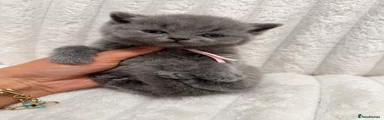 🩷 Light Pink Ribbon – Blue Girl – Cora