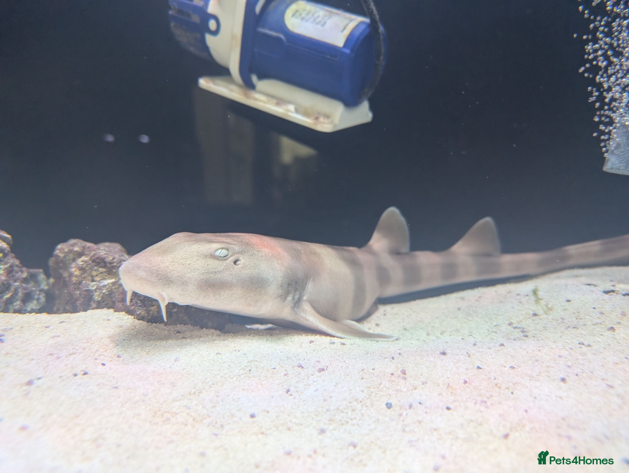 Sharks fish Banded bamboo shark - Advert 2