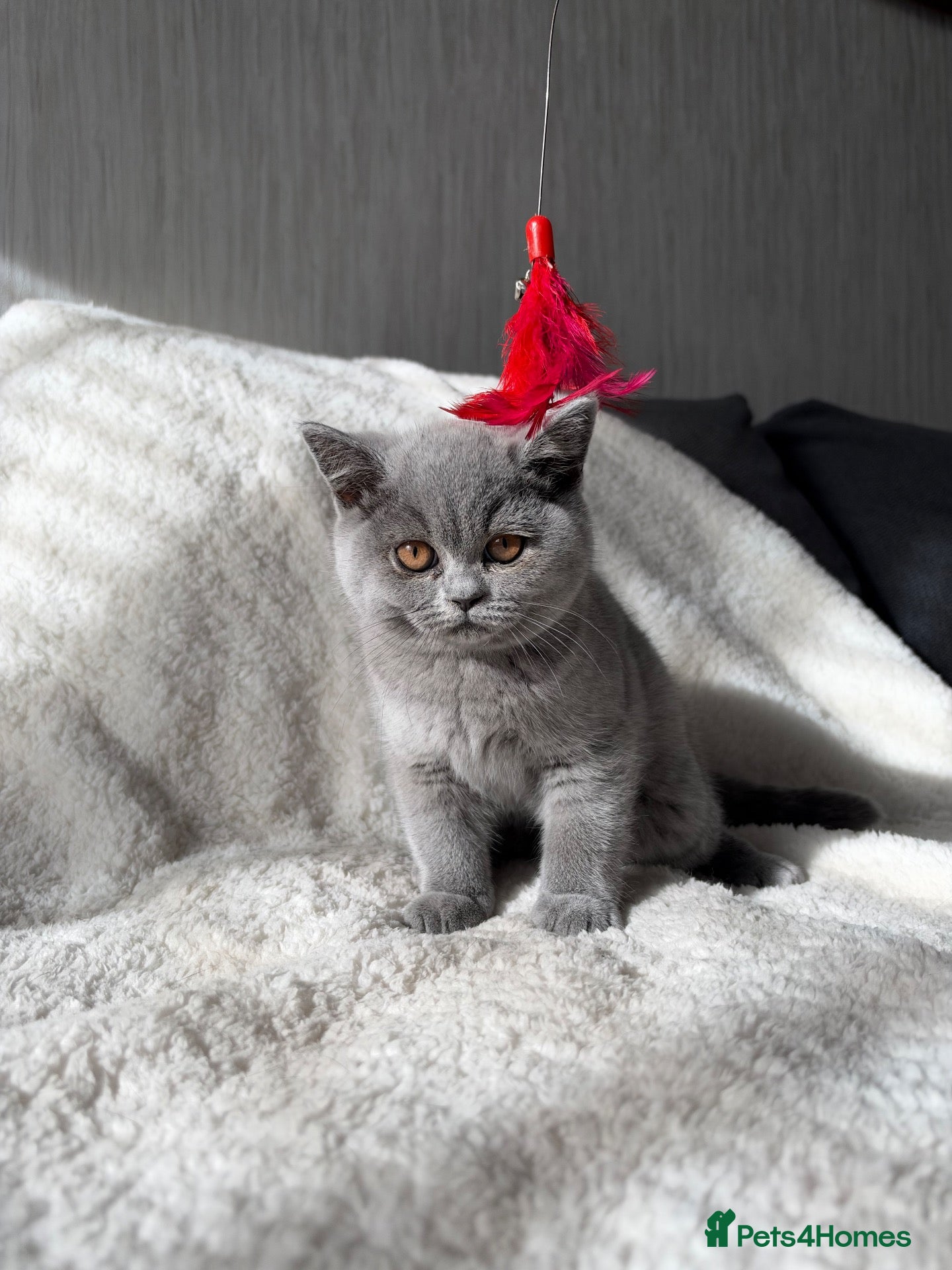 British Shorthair cats Two BSH Girls Available GCCF Active - Advert 1