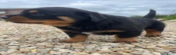 Rottweiler dogs for sale: Stunning German Rottweiler puppies - Advert 23
