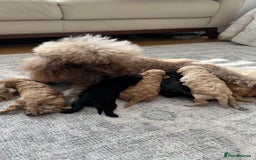 Toy Poodle dogs for sale: Toy poodles (5 girls and 2 boys) - Image 14