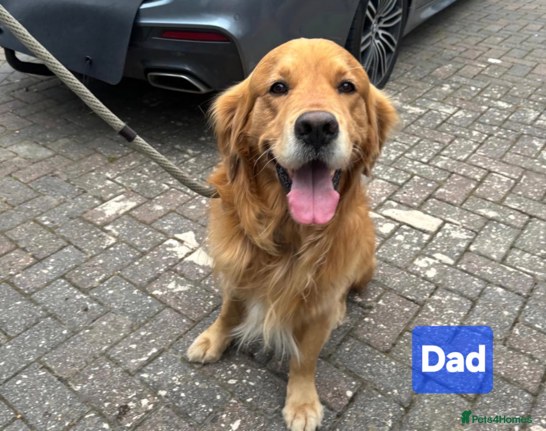 Goldador dogs for sale: Upcoming litter of beautiful F1B Goldadors - Image 2