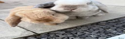 Mini Lop rabbits for sale: 2 Beautiful Mini Lop Rabbits with Premium Hutch - Advert 11