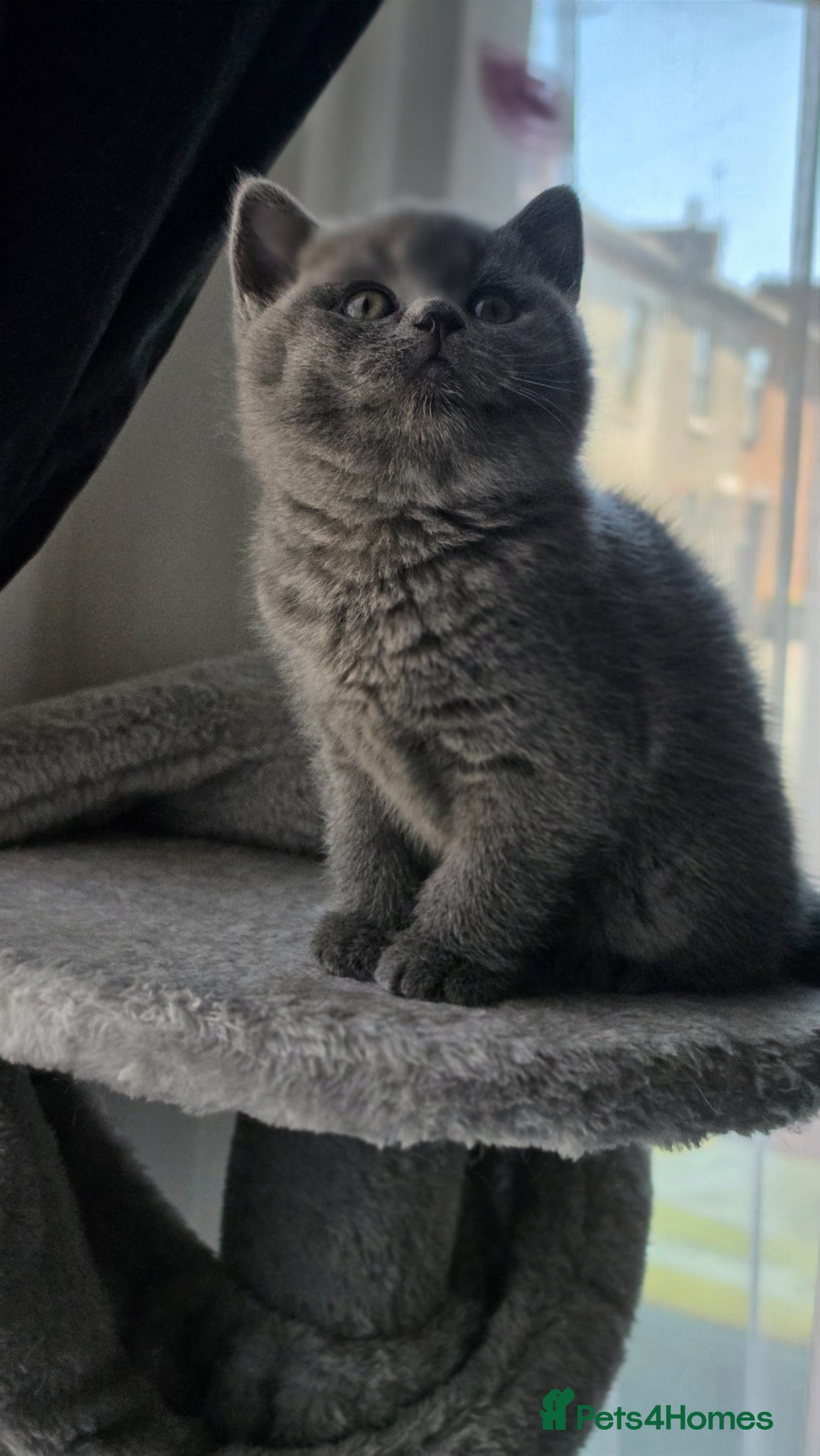 British Shorthair cats StunningGCCF Registered British Shorthair Kittens  - Advert 15
