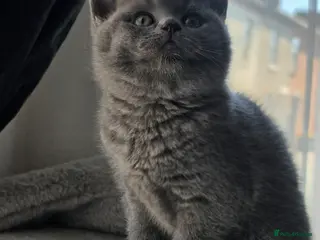 British Shorthair cats StunningGCCF Registered British Shorthair Kittens - Advert 16