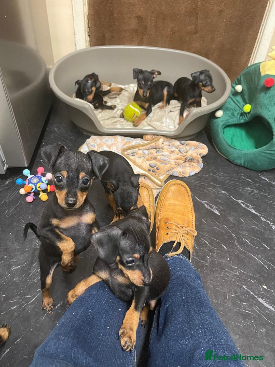 Miniature Pinscher dogs for sale: Beautiful Miniature Pinscher . - Advert 19