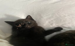Domestic Shorthair cats for sale: Beautiful kittens are looking for forever homes! - Image 7