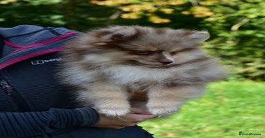 Pomsky dogs - Advert 10