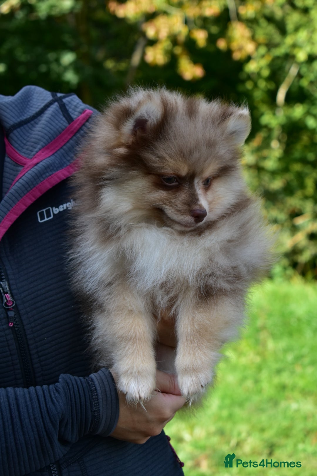 Pomsky dogs for sale: Merle Genuine Toy Size  Pomsky Puppies - Image 3