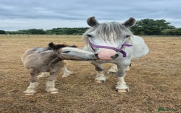 Irish Cob horses for sale: Puddles  - Image 4