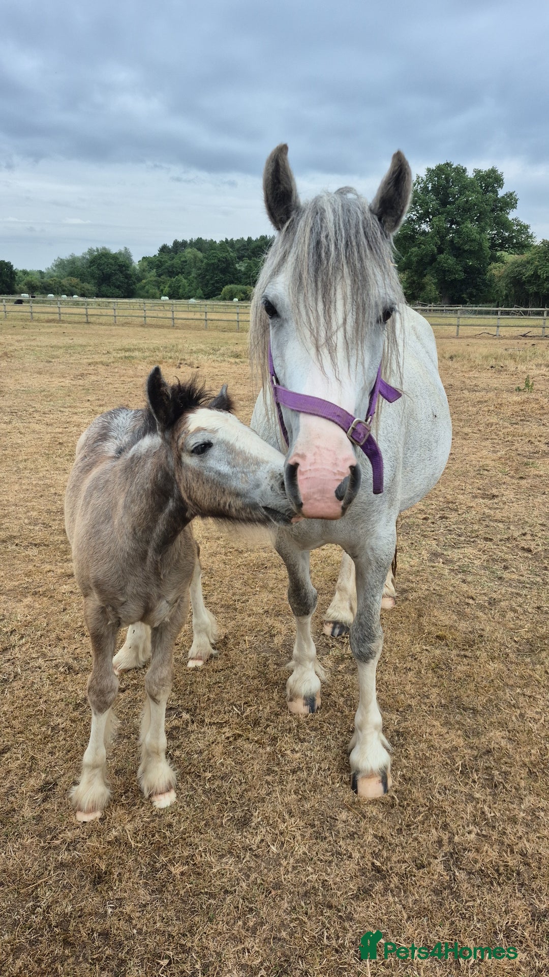 Irish Cob horses for sale: Puddles  - Image 4