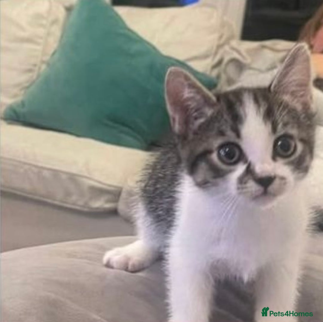 Mixed Breed cats for sale: Adorable Ragdoll Mix Kittens for Sale! - Image 4