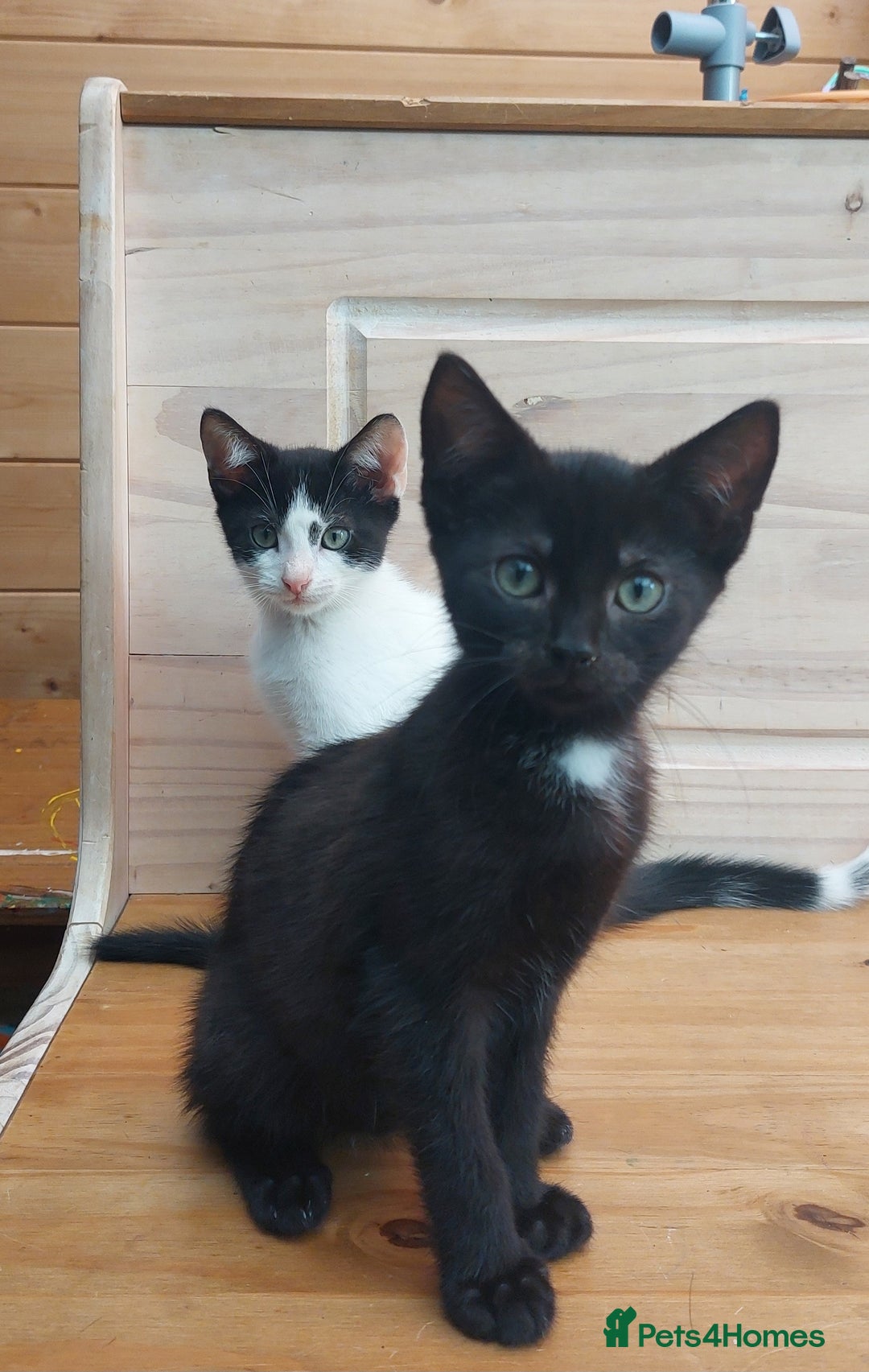 Domestic Shorthair cats for sale: Last 2 happy kittens looking for forever homes - Image 2