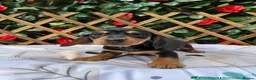 Miniature Dachshund dogs for sale:  Mini RARE SOLID BLACKS KC reg Health tested  - Advert 5
