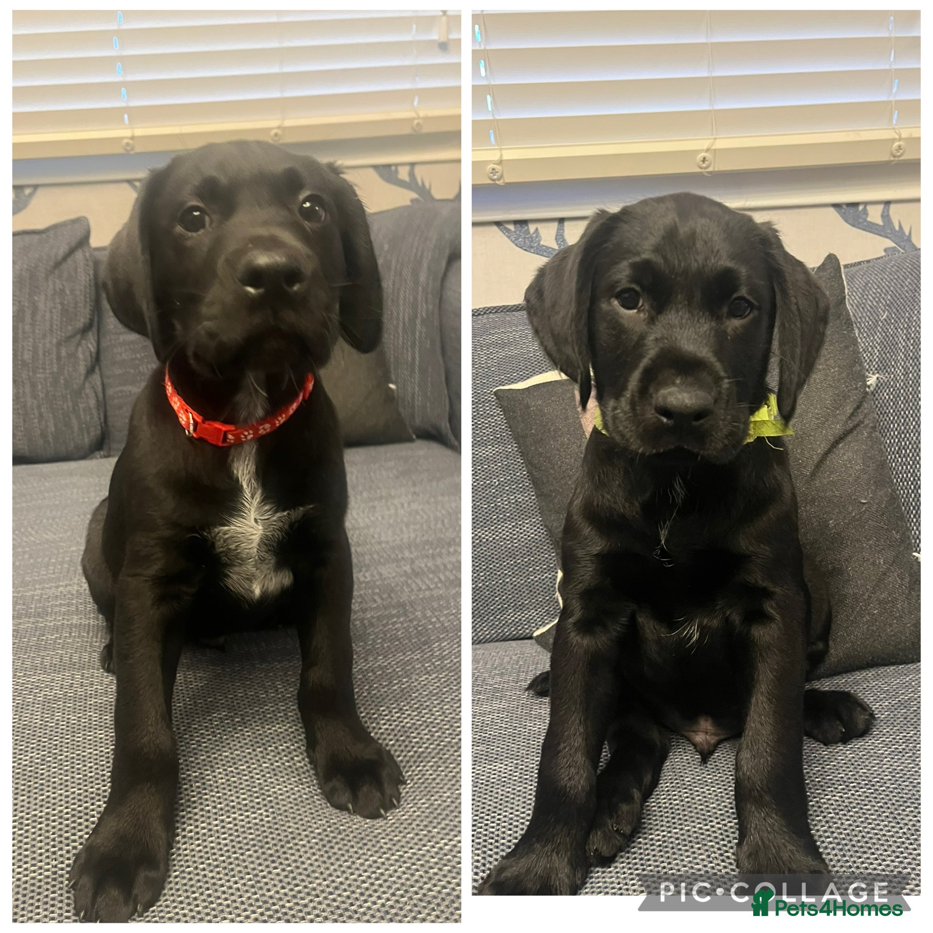 Mixed Breed dogs  Ready for their forever home - Advert 8