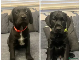 Mixed Breed dogs Ready for their forever home - Advert 2