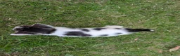 Mixed Breed cats for sale: Georgous Kittens Looking For A New Home - Advert 11