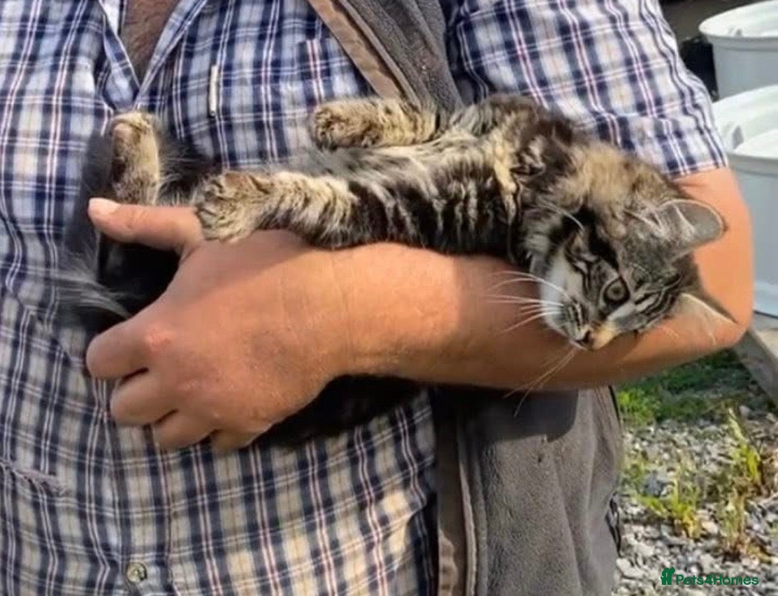 Mixed Breed cats for sale: Gorgeous kittens for sale - Advert 7