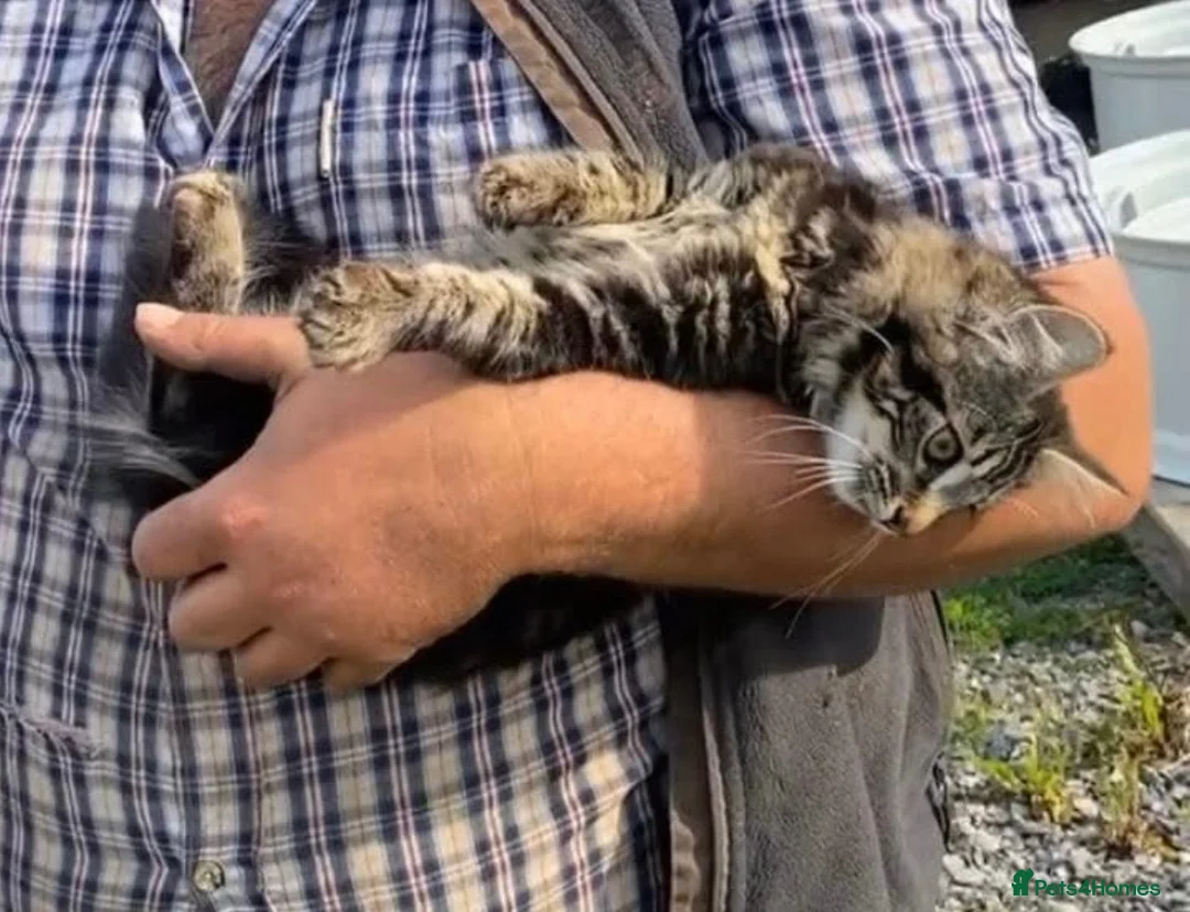 Mixed Breed cats for sale: Gorgeous kittens for sale - Advert 1