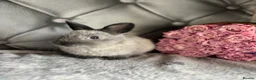 Netherland Dwarf rabbits for sale: Buns for rehoming 5* free roam homes only please - Advert 7