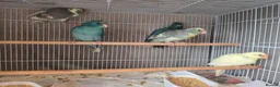 Parakeets birds for sale: Kakariki babies  - Advert 32