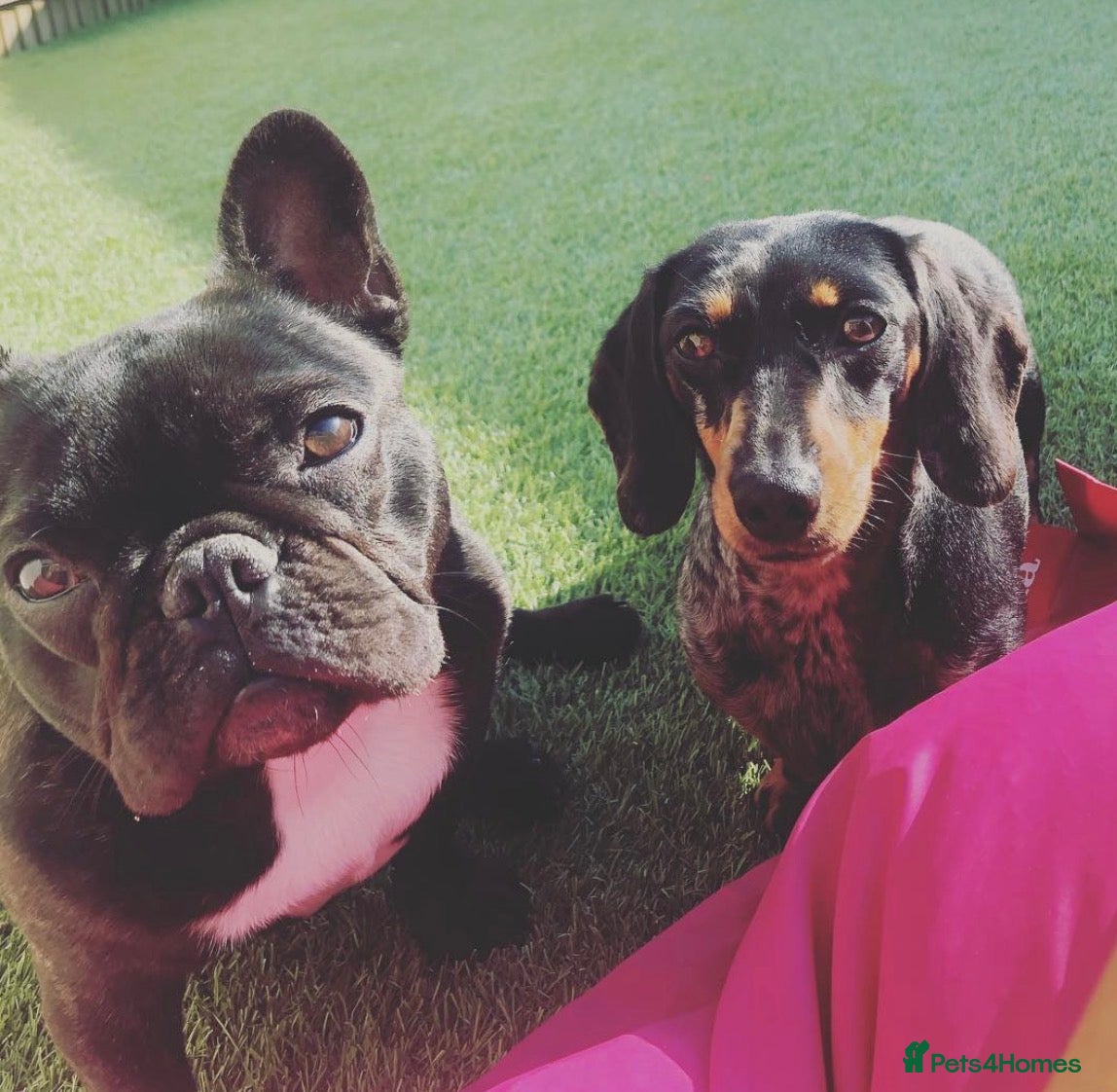 Mixed Breed dogs Miniature dachshund & French bulldog for rehoming  - Advert 2