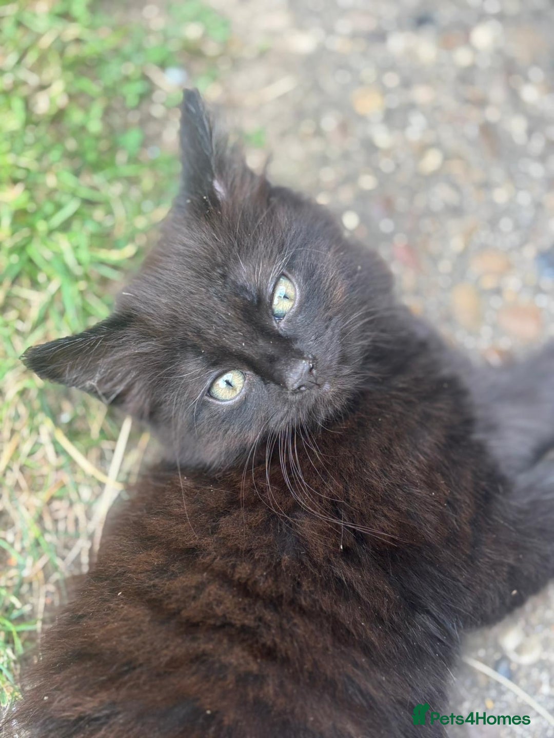 Mixed Breed cats for sale: Mixed breed  - Image 6
