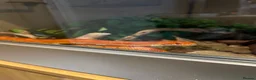 Corn Snake reptiles for sale:  Sunglow cornsnake with full setup and accessories in Colchester - Advert 5