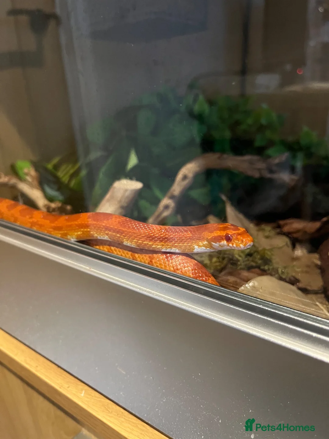 Corn Snake reptiles for sale:  Sunglow cornsnake with full setup and accessories in Colchester - Advert 5