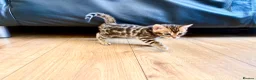 Bengal cats for sale: Stunning Bengal Kittens in London - Advert 2