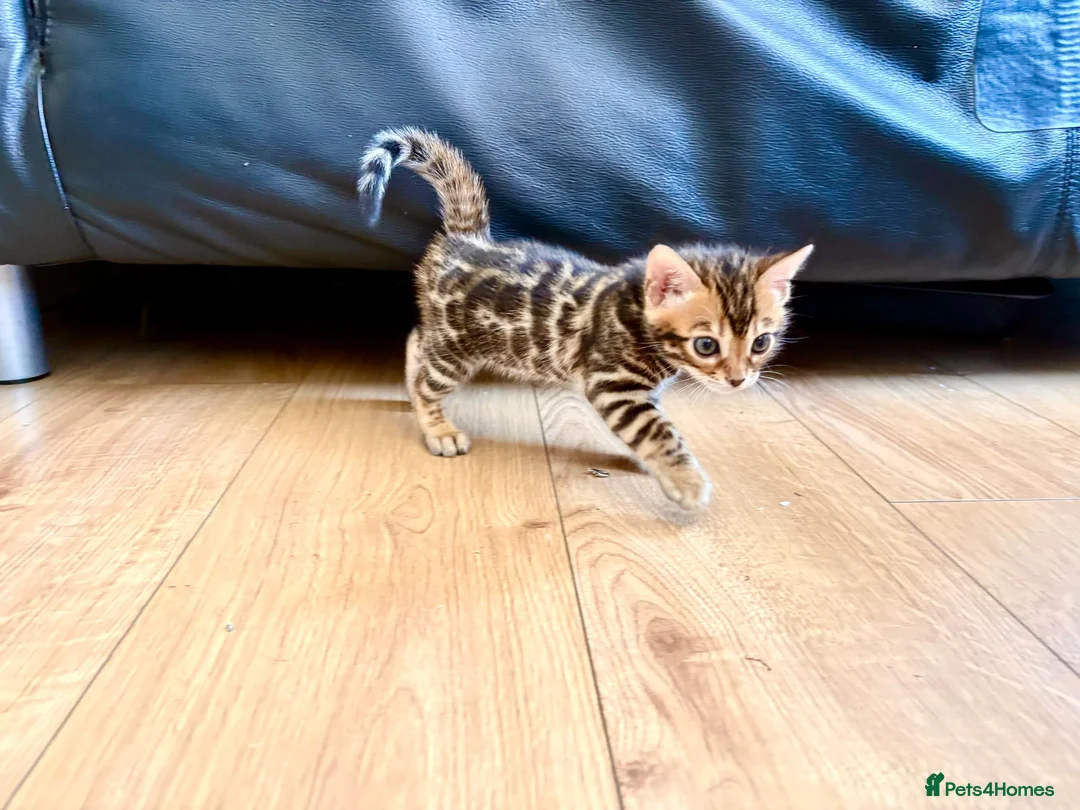 Bengal cats for sale: Stunning Bengal Kittens in London - Advert 2