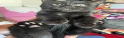 Mixed Breed cats for sale: kittens with love - Advert 6