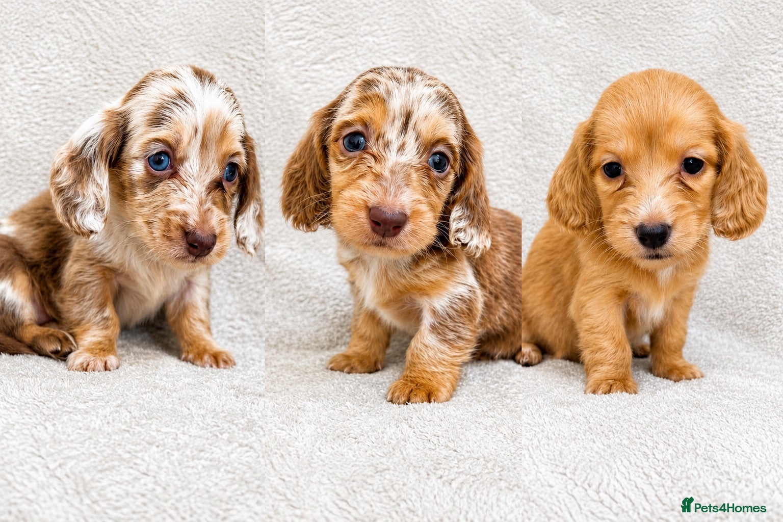 Miniature Dachshund dogs Beautiful KC Registered Long-Haired Dachshund Pups - Advert 1