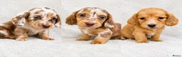 Miniature Dachshund dogs for sale: Beautiful KC Registered Long-Haired Dachshund Pups - Advert 1