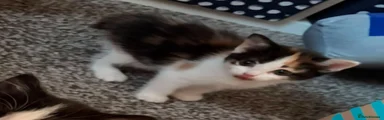 Mixed Breed Kitten 5