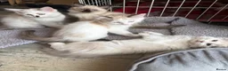 Ragdoll cats for sale: Beautiful Ragdolls-Vaccinated-2 boys-3 girls.  - Advert 5