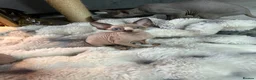 Sphynx cats for sale: Sphynx canadian kittens ready niw  - Advert 16