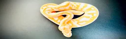 Python Snake reptiles for sale: 1.0 Leo Candy 66% het Pied  - Advert 10