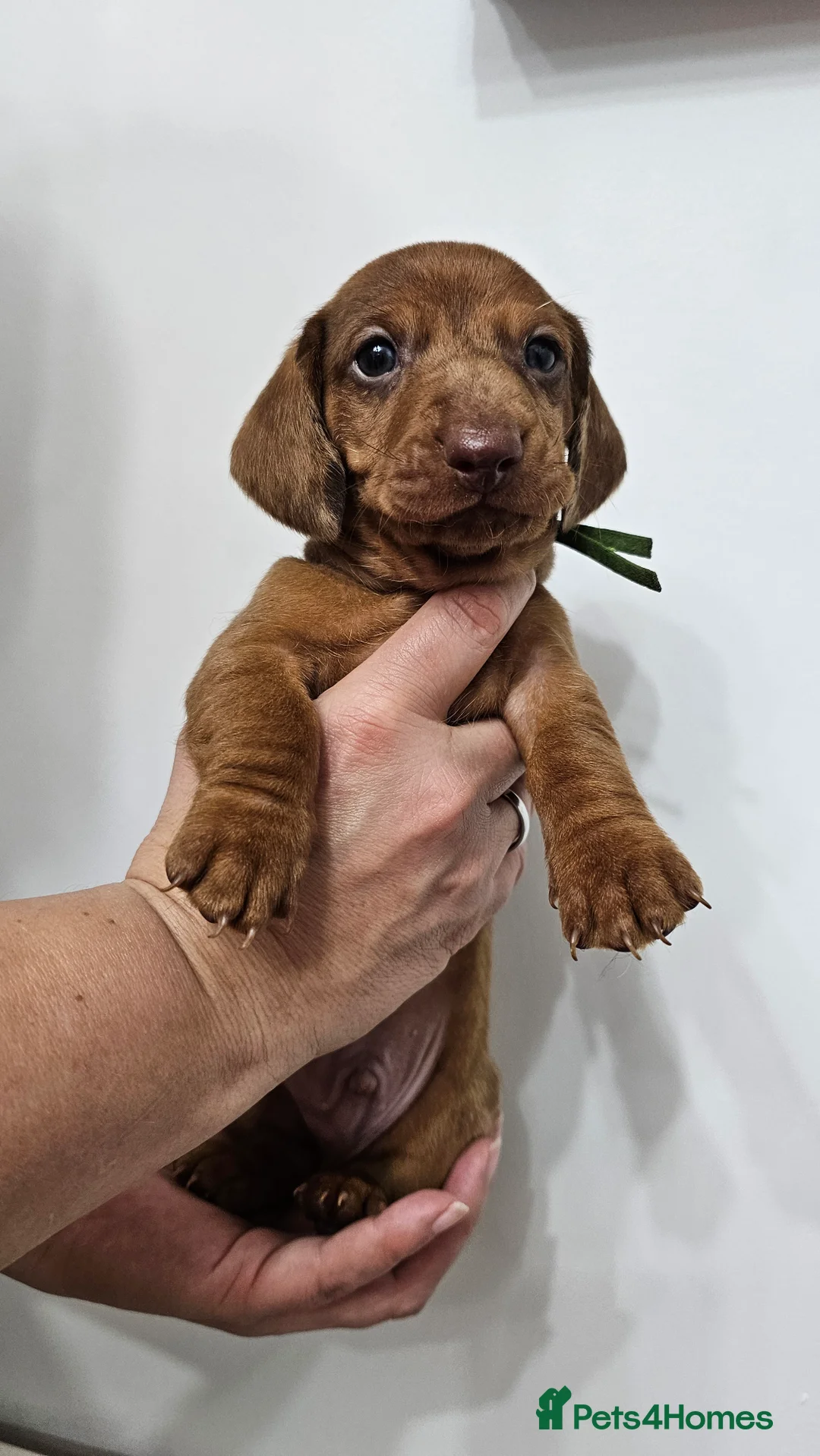 Dachshund dogs for sale: Ready Now ! KC Standard Dachshund puppies!  - Advert 21
