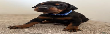 Dobermann Puppy 2