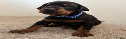 Dobermann dogs for sale: KC champion bloodline Doberman pups  - Advert 3