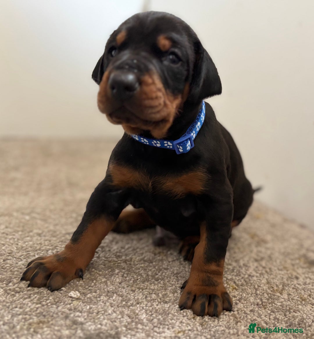 Dobermann dogs for sale: KC champion bloodline Doberman pups  - Advert 3