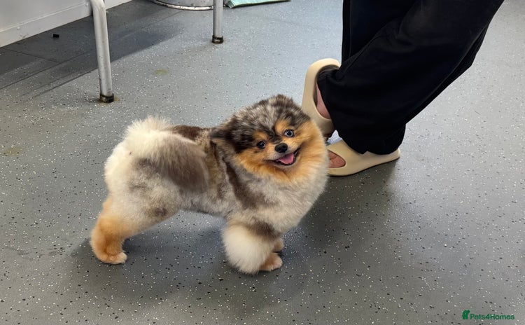 Pomeranian dogs in Carlisle - Advert 3