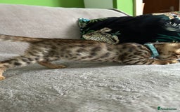 Bengal cats for sale: Gorgeous Pure Bengal Kittens Ready To Go! ❤️ - Image 12