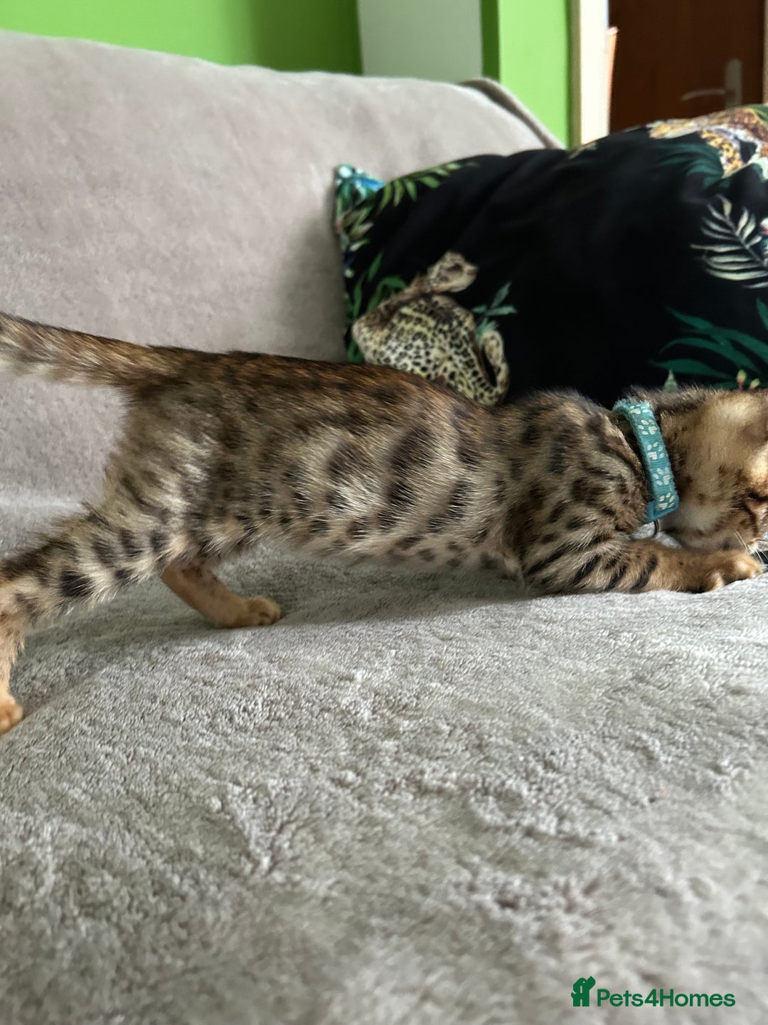 Bengal cats for sale: Gorgeous Pure Bengal Kittens Ready To Go! ❤️ - Image 12
